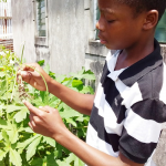 Albouystown teen trades bat and ball for Shovel and fork