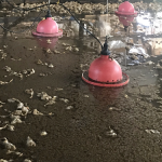 Close to 4000 chicken amounting to millions loss to flooding 
