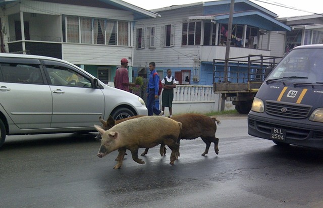 OP-ED: Just as speeding is unacceptable, so too is cattle on the roadways