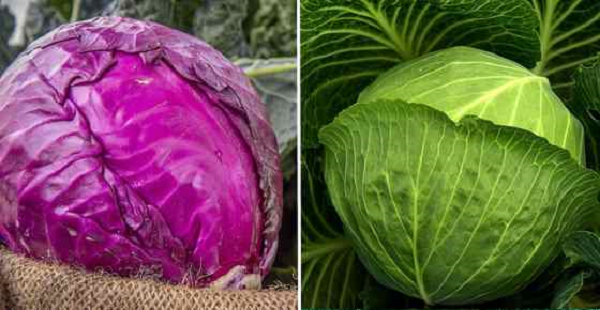 Smuggled cabbage bringing unfair competition for local farmers