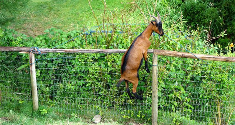 "I didn't steal the goat Sir I killed it" accused tell magistrate